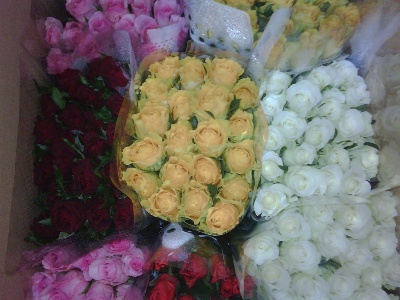 roses asst. 60cm
